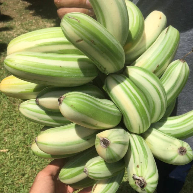 Variegated Banana