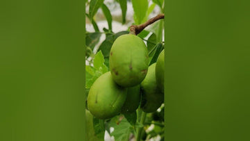 ఆమ్ర / కొండ మామిడి ( అంటుకట్టుట )