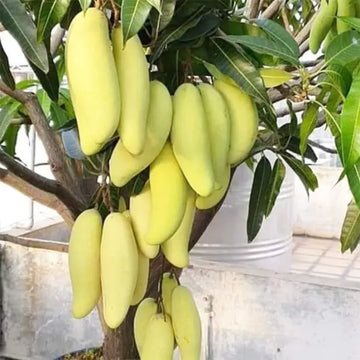అరటి మామిడి (అంటుకట్టిన)
