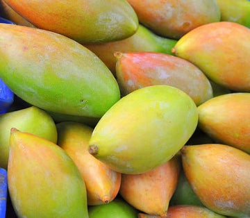 కాలెక్టర్ మామిడి (అంటుకట్టిన)