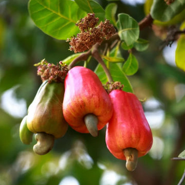 Cashew plant ( Grafted )