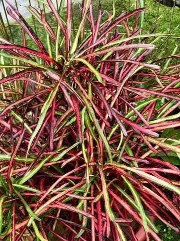 Croton Plant