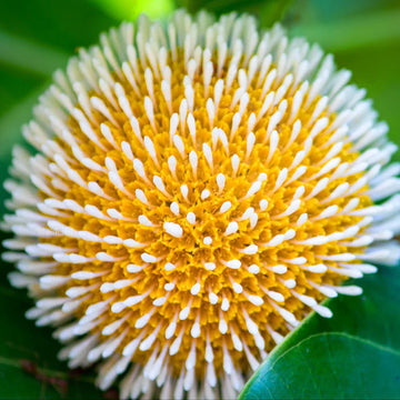 Kadamba Tree ( Seedling )