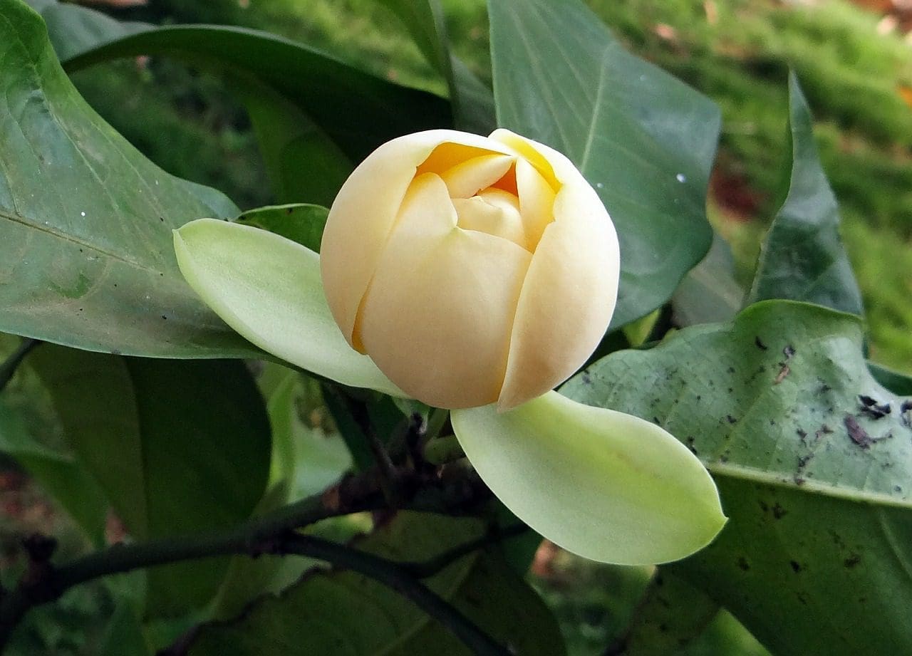 sampangi flower seeds Egg Sampangi – Ashok Chakra Nursery