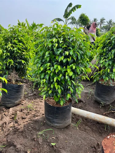 ficus plant benefits Black Ficus