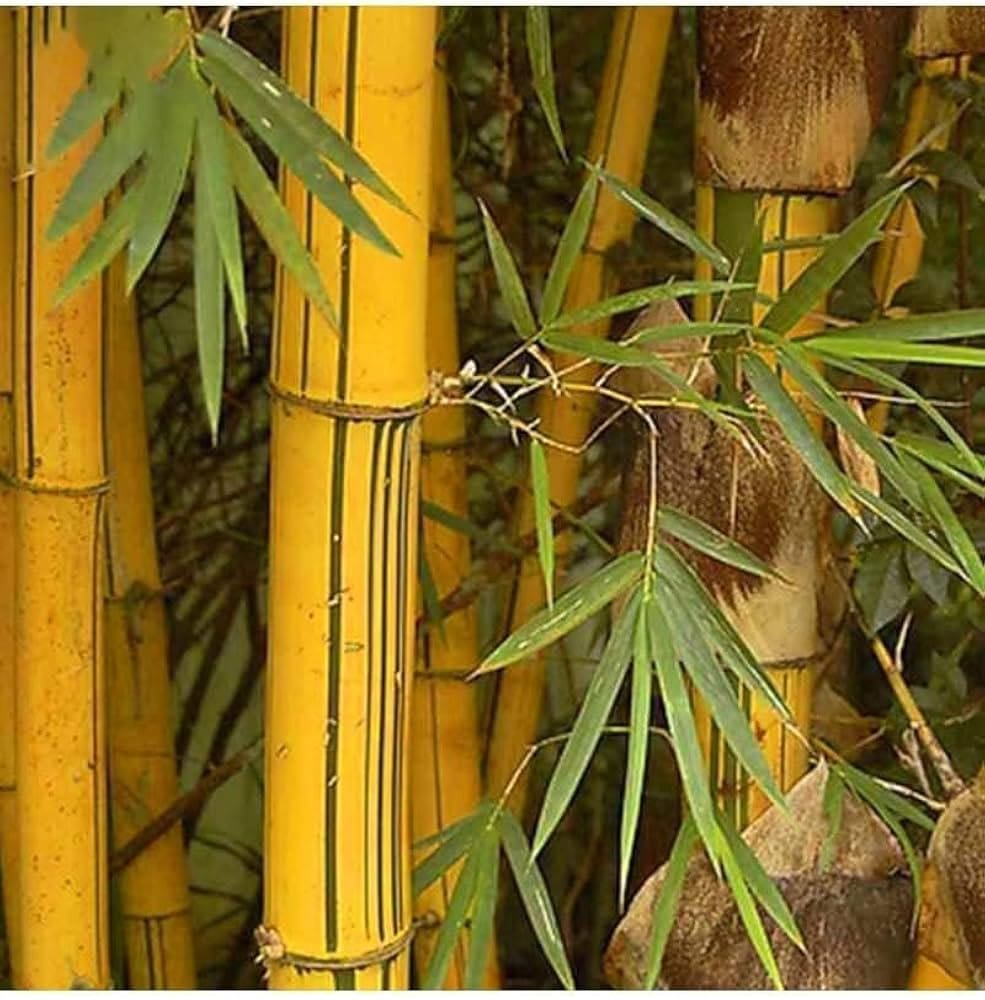 golden bamboo indoor plant Golden Bamboo