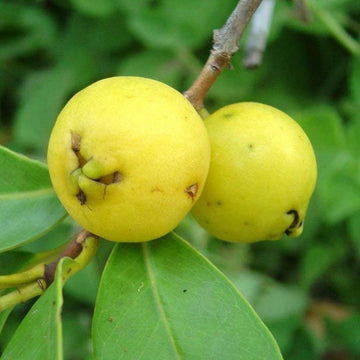 Strawberry Guava Yellow