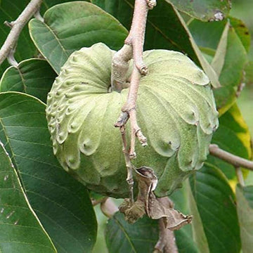 Hanuman Phal ( Grafted )