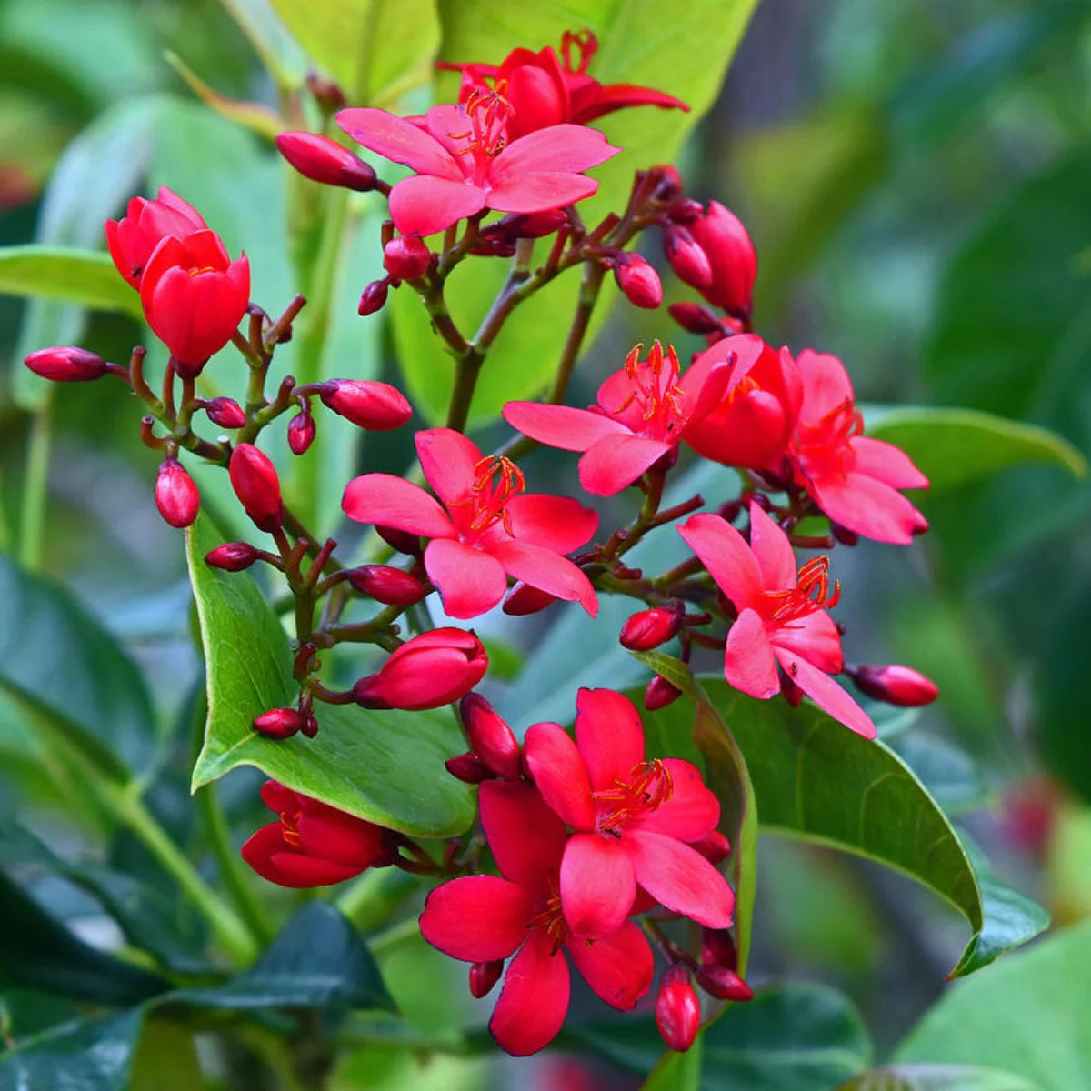 plant jatropha seeds Jatropha