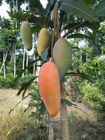 Keujai Mango ( Grafted )