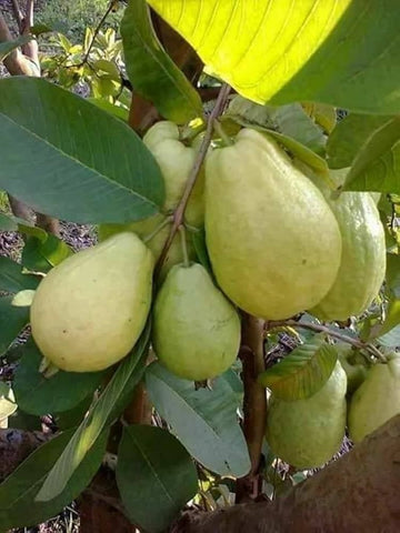Lalitha Guava