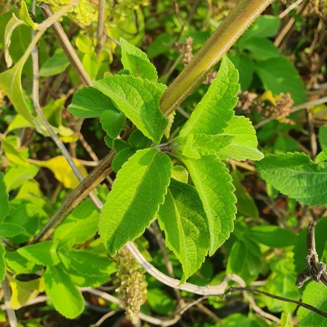 tulasi plants Lavanga Tulasi