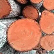 Mahagani Wood