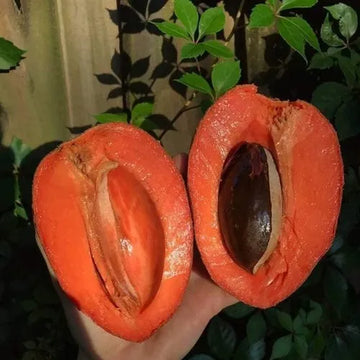 Mamey Sapota ( Seedling )