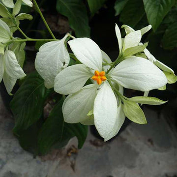 Musendha White