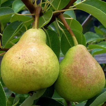 Pear ( Nashpathi ) ( Grafted )