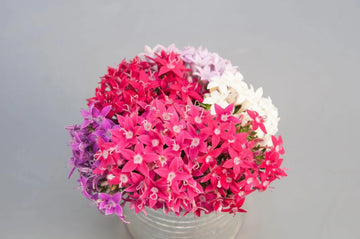 Pentas ( White, pink , purple )
