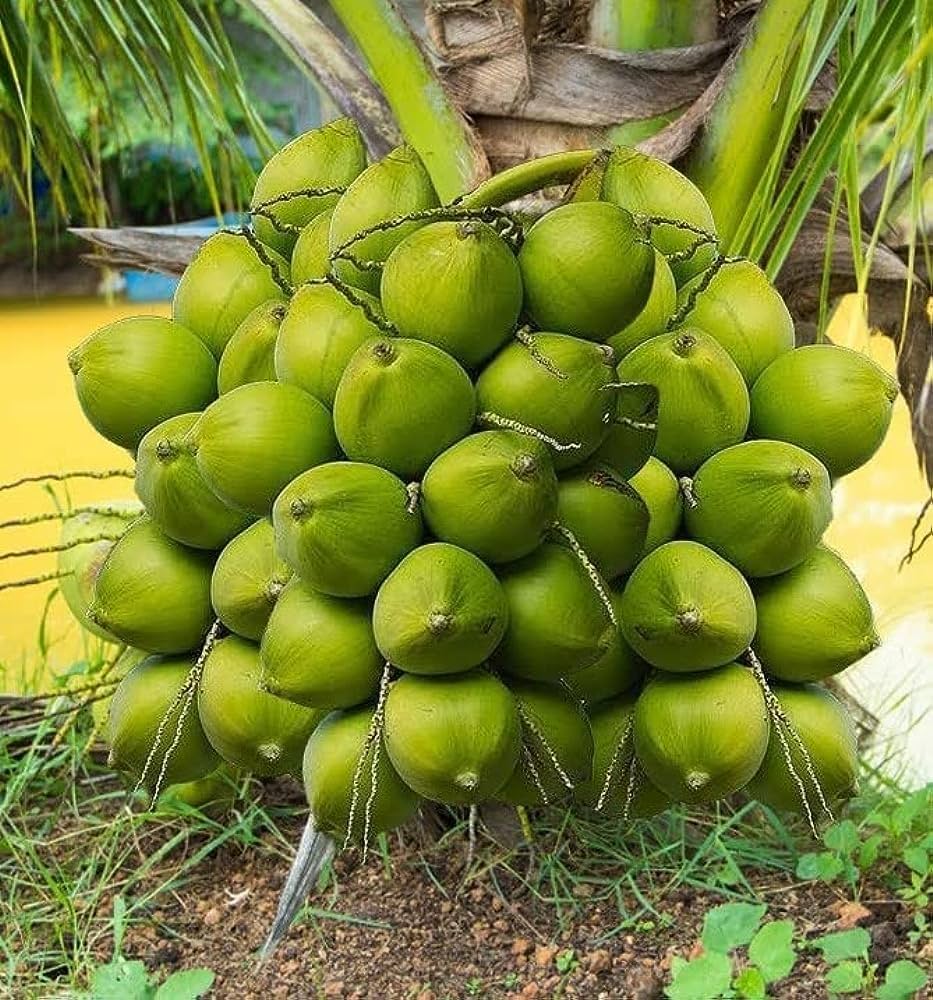 dwarf coconut palm Perfume Dwarf Coconut