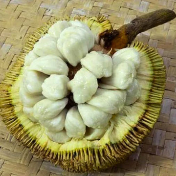 పింగన్ (ఎయిర్ లేయర్)