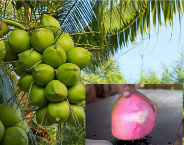 పింక్ డ్వార్ఫ్ కొబ్బరి