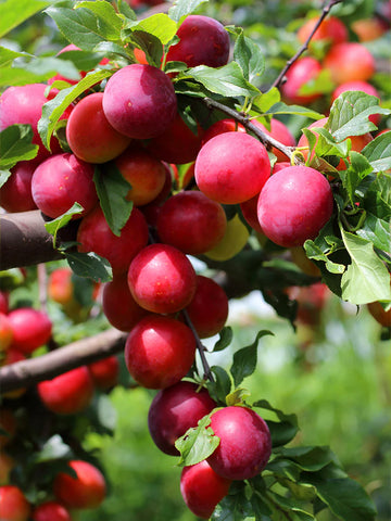 Plum Fruit