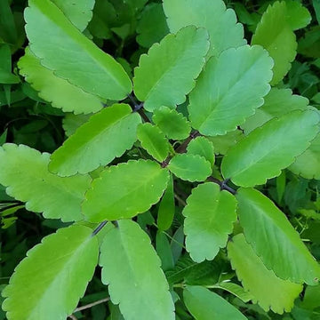 Ranapala