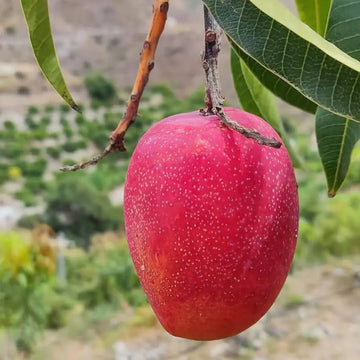 Thaiwan Red Mango ( Grafted )