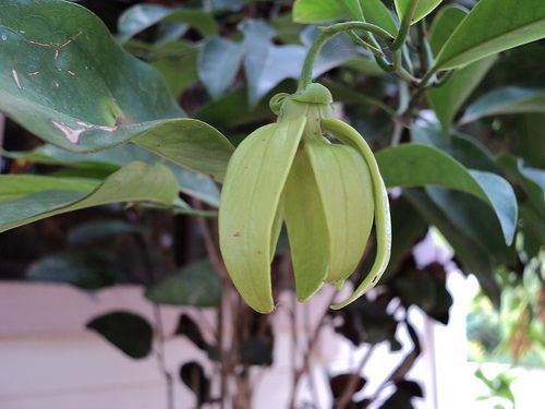 sampangi flower seeds Thai Sampangi