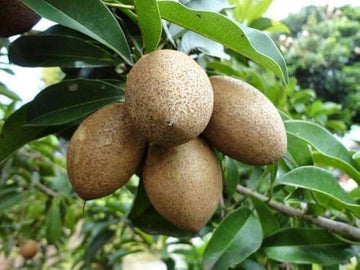 Kalapati Sapota / Chiku ( Grafted )