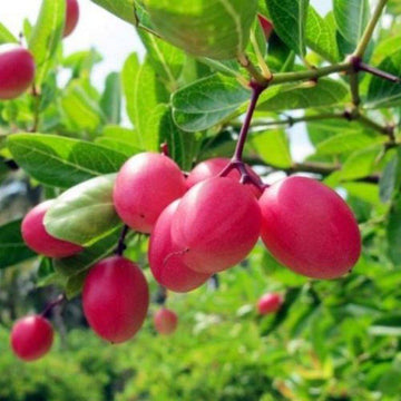 Vaaka / Karonda ( Seedling )