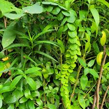 jada plants Vaalu Jada – Ashok Chakra Nursery