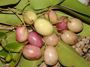 తెల్ల జామున్ (అంటుకట్టిన)