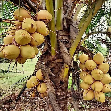 సిలోన్ పసుపు కొబ్బరి