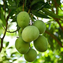 మామిడి మొక్కలు