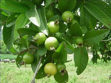 Mini Guava