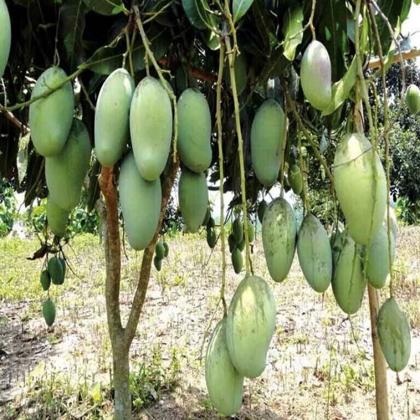 3 మామిడికాయలు (అంటుకట్టినవి) రుచి చూడండి