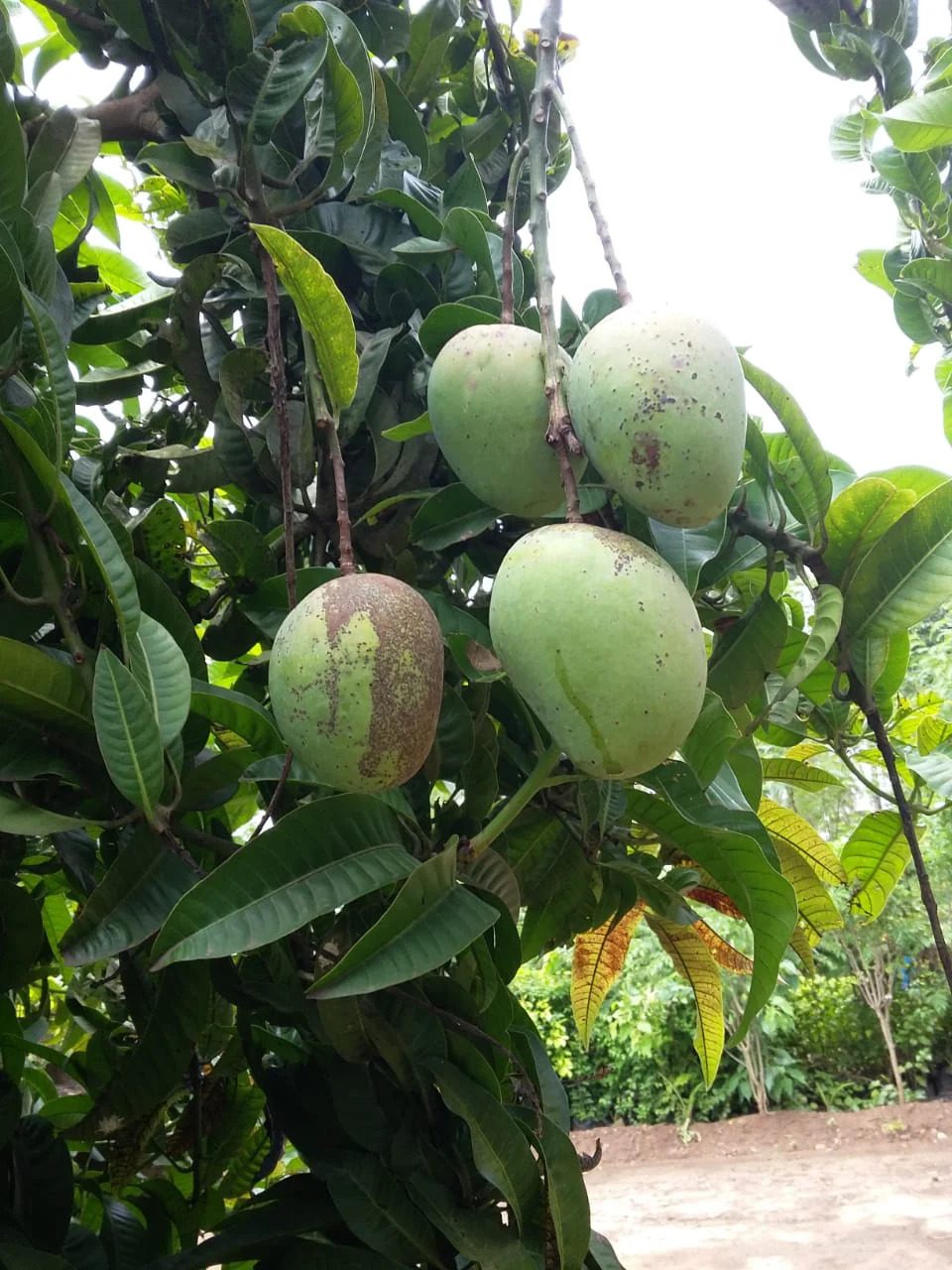 Pandhiri 365 Mango ( Grafted )