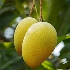Pandhiri 365 Mango ( Grafted )