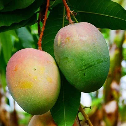 Neelam mango ( Grafted )