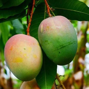 Neelam mango ( Grafted )