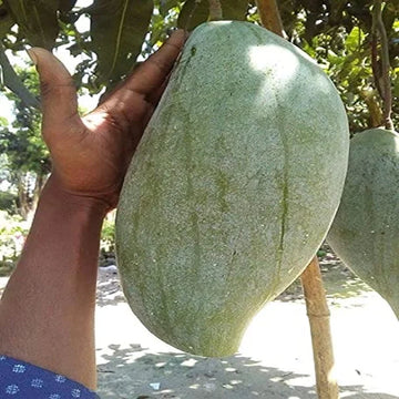 4 కిలోల మామిడి (అంటుకట్టిన) 