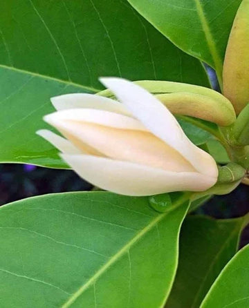 సంపంగి తెల్లటి (అంటుకట్టిన) 