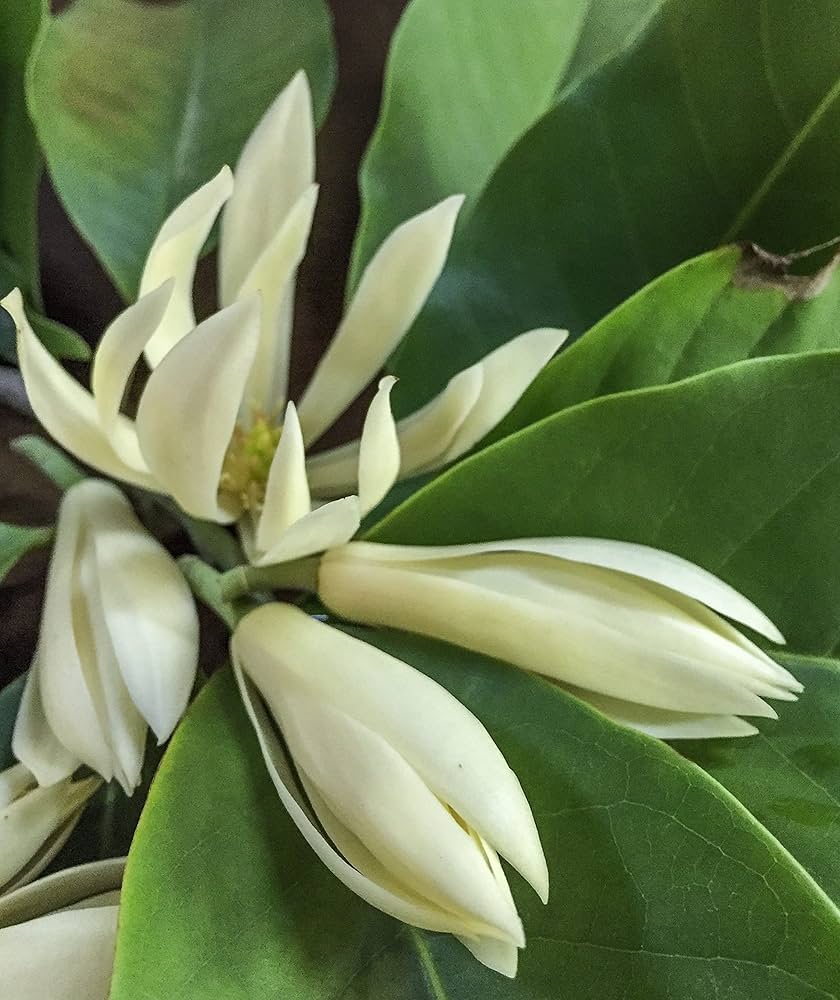 సంపంగి తెల్లటి (అంటుకట్టిన) 