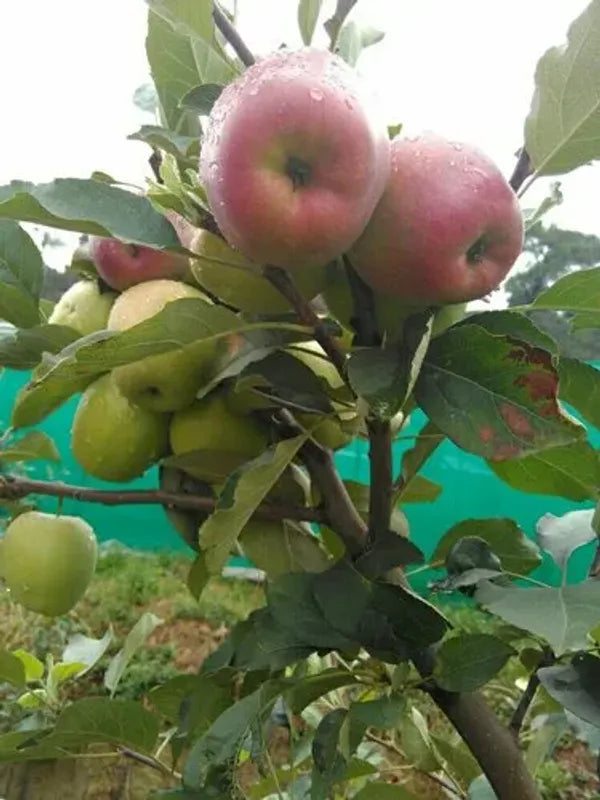 99 ఆపిల్ (అంటుకట్టినది) 