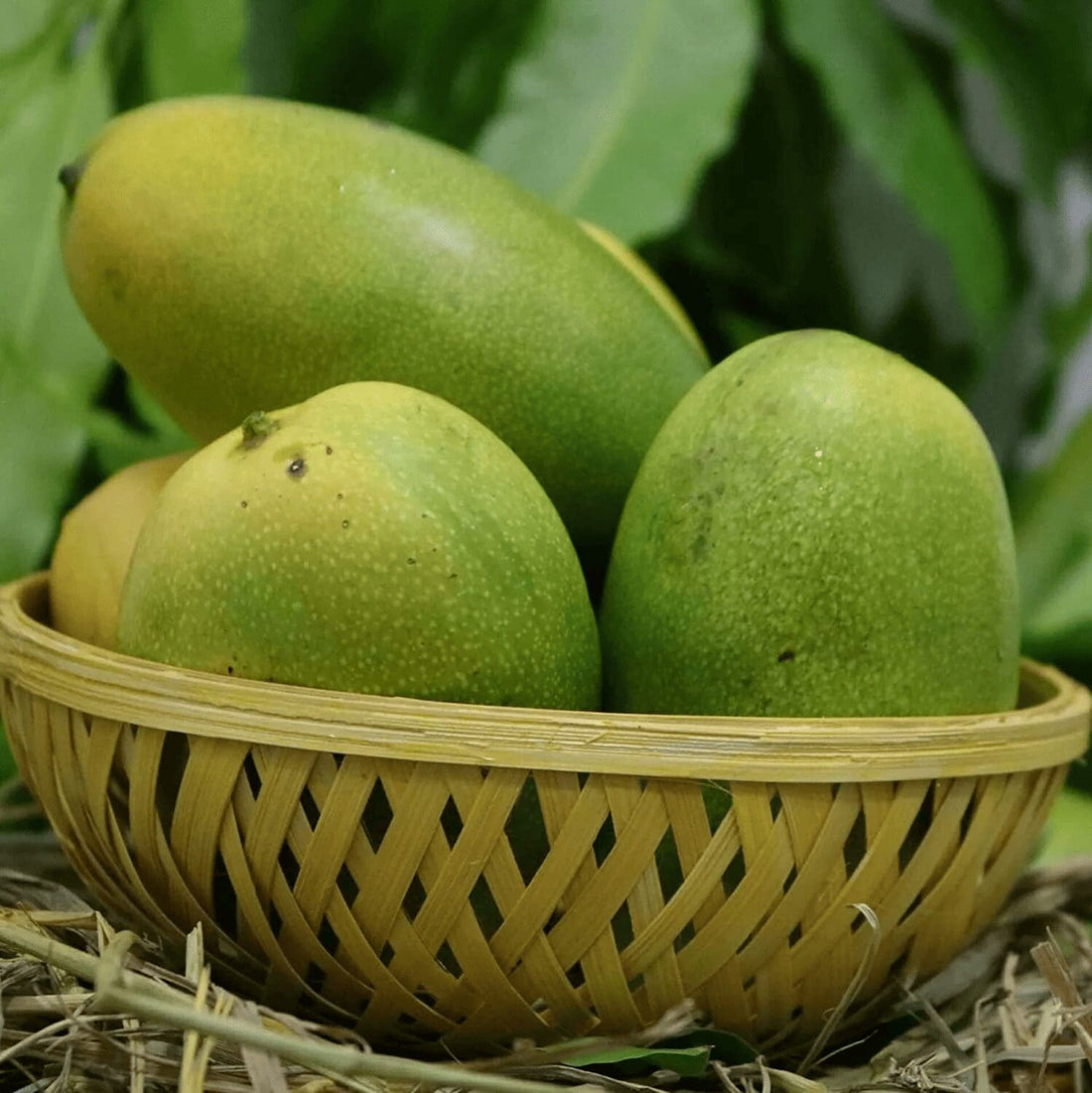 చెరుకు రసాలు (అంటుకట్టిన)