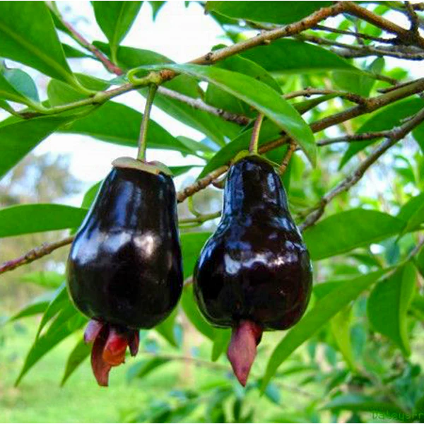 Cherry Of The Rio Grande – Ashok Chakra Nursery