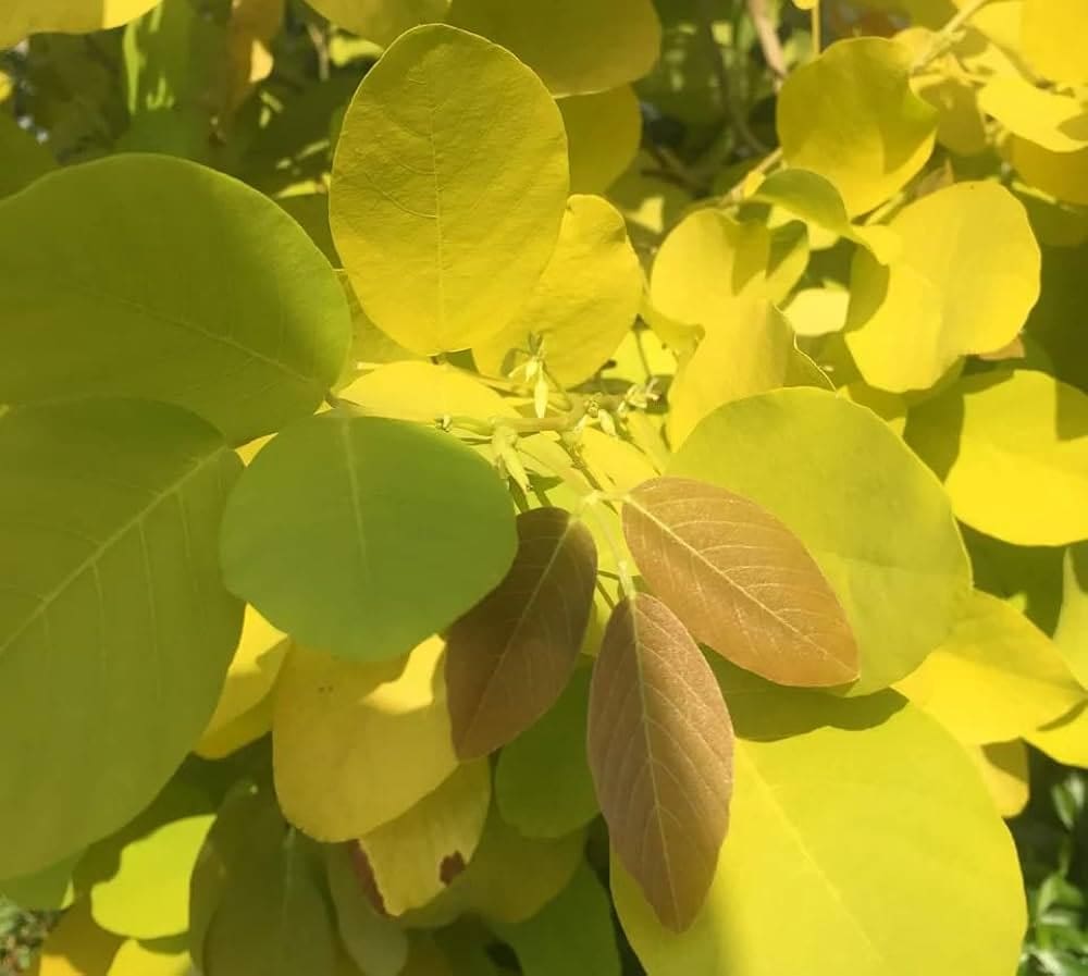 Desmodium