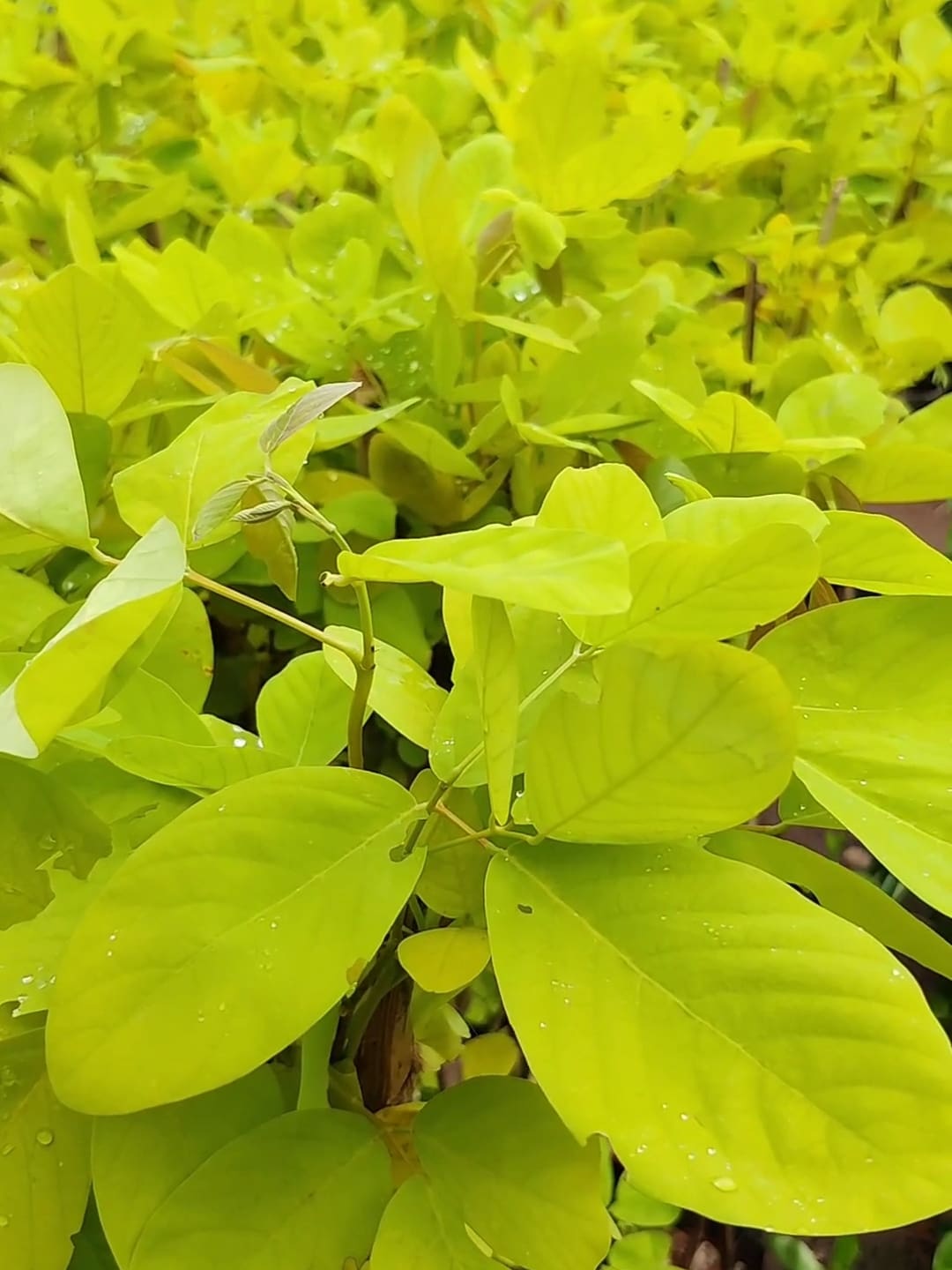 Desmodium
