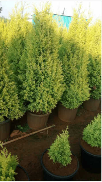 Golden Cypress