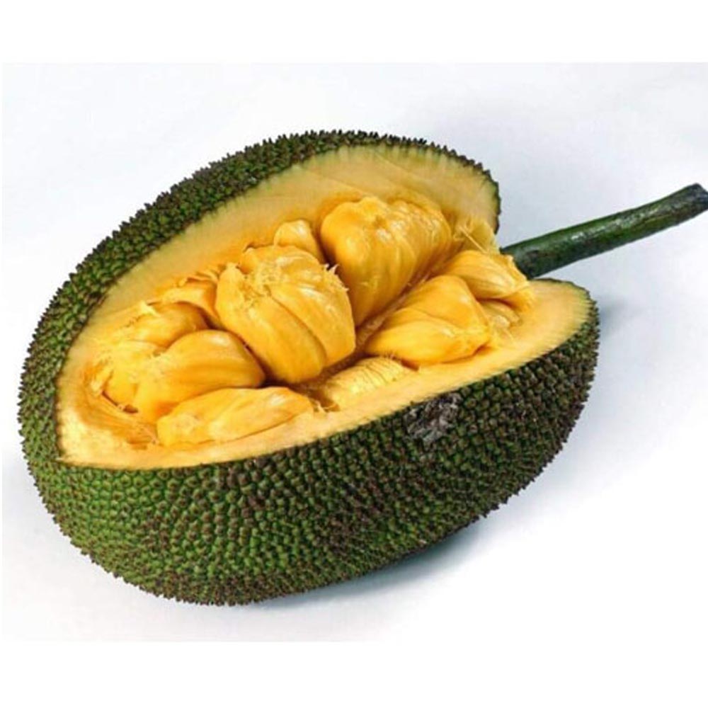 Seedless Jack Fruit ( Grafted )